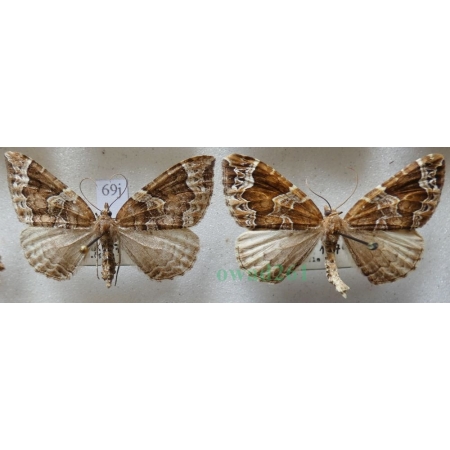 Eulithis prunata (Linnaeus, 1758) pair Nacinek naśliwiak Czech69j